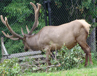 elk